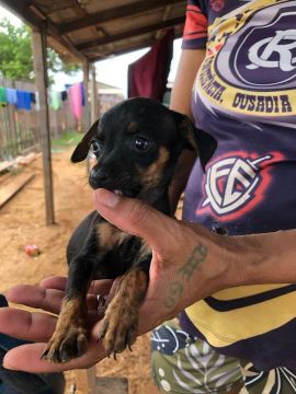 Vendo esses filhotes de cafap com Pincher tem só 3 dois macho 1 fêmea
