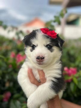 Filhote Husky Siberiano