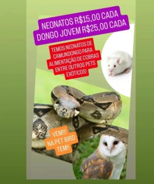 Camundongos para Cobras e Outros Pets Exóticos