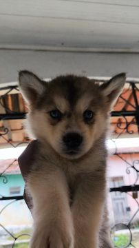 Filhote Husky Siberiano Macho/Fêmea 