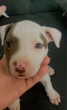Filhote de Pitbull