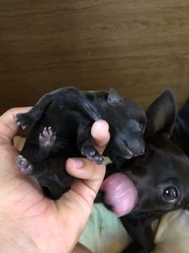 Filhotes de Pinscher com chihuahua 