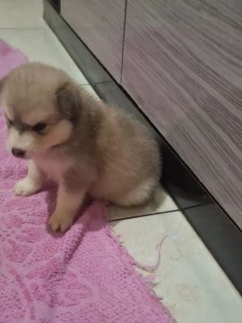 Husky Siberiano 