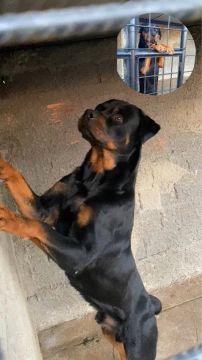 Filhotes de Rottweiler 