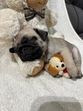 Pug filhote 