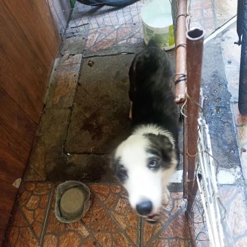 Cachorro top