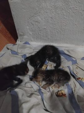 Três gatinhos fofinhos para adoção