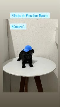 PINSCHER 