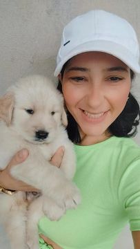 Filhote Golden Retriever promoçao relampago