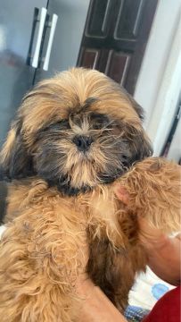 Shih Tzu macho 600,00