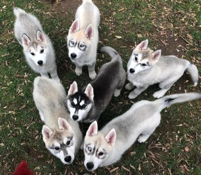 Filhotes de Husky Siberiano