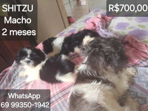 cachorro SHITZU 