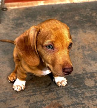 Filhotes de Dachshund
