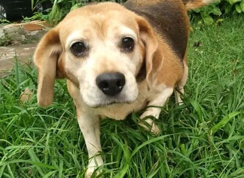 Beagle Adulto fêmea