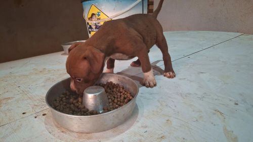 Filhote Pitbull
