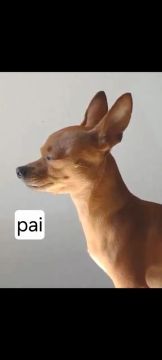 Pinscher 0  macho 