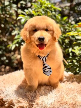 Filhote de Golden retriever 