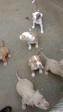 Filhotes de Pitbull  ( pit Monsters com red rose )