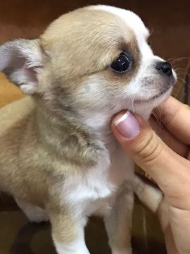 Lindos Chihuahua mini pronta entrega