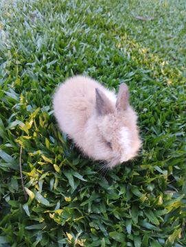 Mini coelho raça mini Lion 