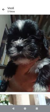 Filhote de Shih Tzu 