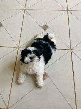 Vendo shitzu 