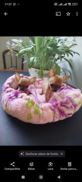 1 filhotes de chihuahua