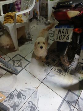 Vende se um casal de poodle 