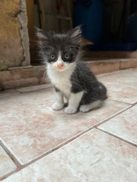Filhote de gatos