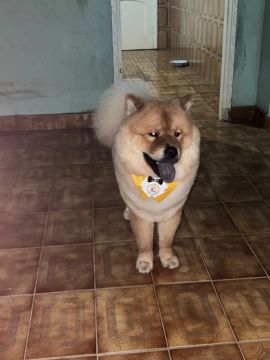 Chow Chow em busca de uma namorada