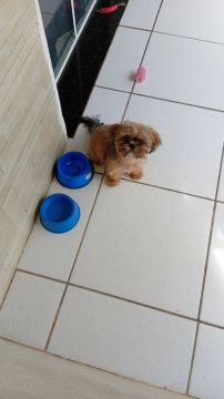 Shih Tzu puro 