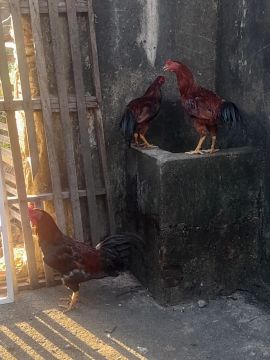 Frangos 