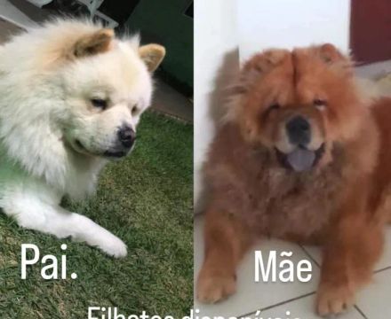 1 macho 1 fêmea 