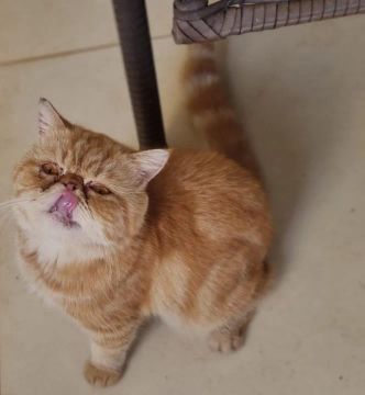  Gato Persa