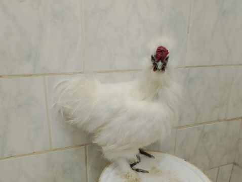 Frango sedoso do Japão 