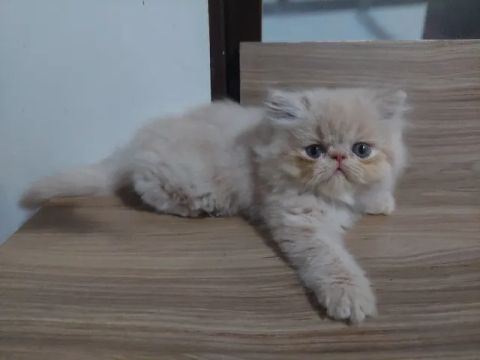 Filhote de Gato Persa Fêmea Disponível