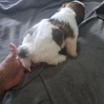 Filhote Shih Tzu