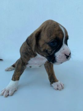 Filhote Boxer