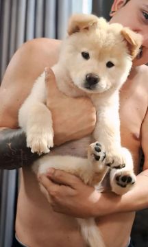 Filhote de Chow-Chow para venda
