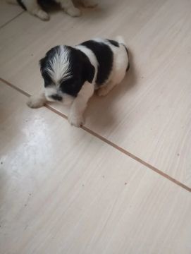 Filhote de Shih Tzu