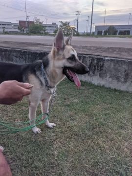 Procura macho para cruzar.