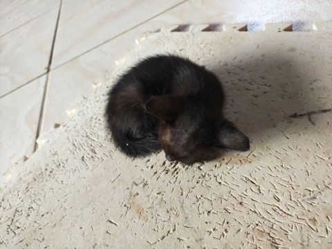 Doação de gatos
