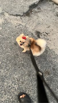 Spitz alemão fêmea Micro 