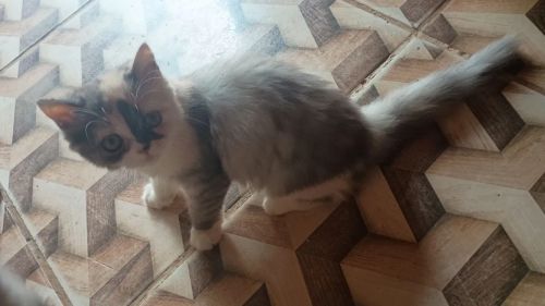 Gatinha mestiça a  Persa disponível para adoção