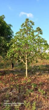 Terreno 15MIL 
