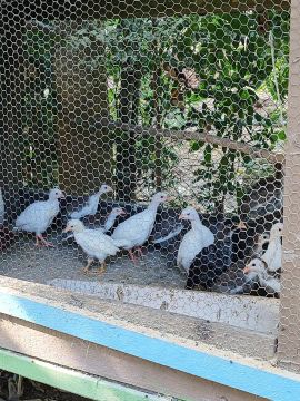 Angolinhas com 30 dias, lote ou unidade.