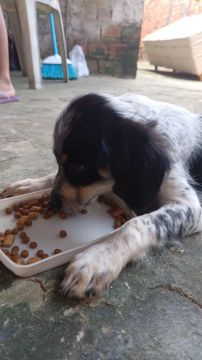 Filhote de cachorro disponível para doação 