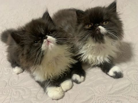 Filhotes Gata Fêmeas Persa 