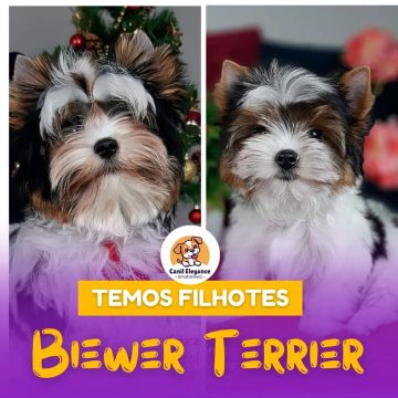 Temos lindos filhotes de Biewer Terrier. 