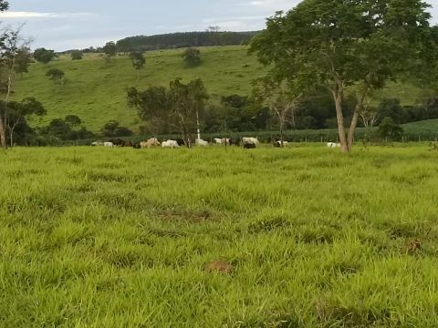 Terreno de 24.3 hectares em Martinho Campos MG pasto sadio boa topografia